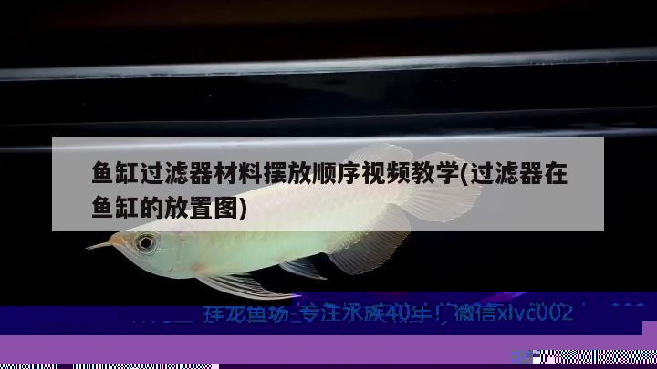 魚缸過濾器材料擺放順序視頻教學(xué)(過濾器在魚缸的放置圖) 印尼虎苗