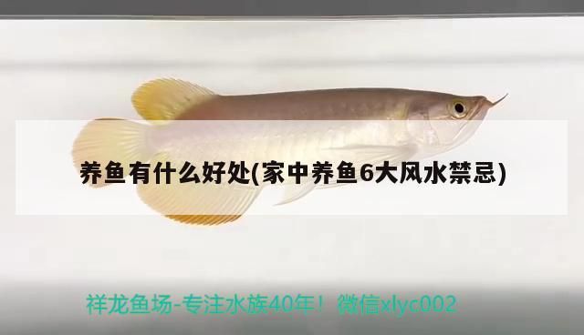 養(yǎng)魚有什么好處(家中養(yǎng)魚6大風(fēng)水禁忌) 魚缸風(fēng)水