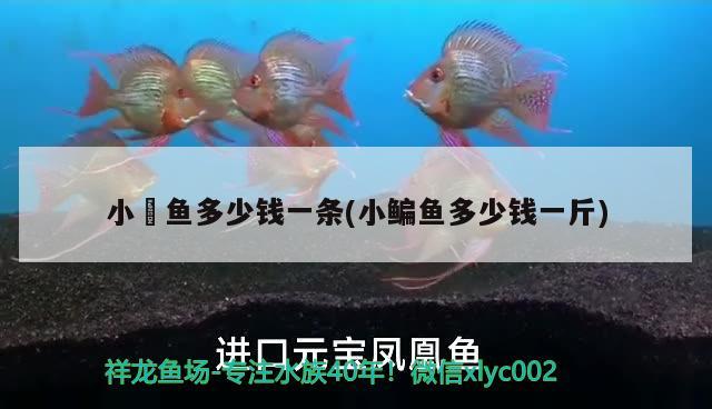 小魟魚多少錢一條(小鳊魚多少錢一斤)