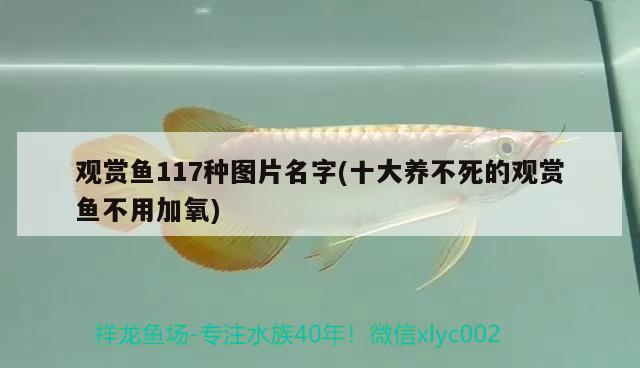 觀賞魚117種圖片名字(十大養(yǎng)不死的觀賞魚不用加氧) 印尼虎苗