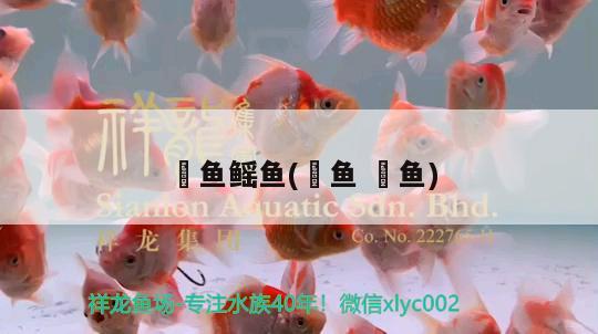 魟魚(yú)鰩魚(yú)(魳魚(yú)鰤?mèng)~)