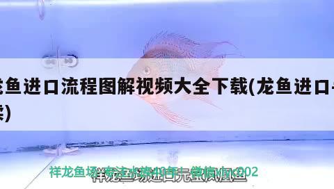 龍魚進口流程圖解視頻大全下載(龍魚進口手續(xù))