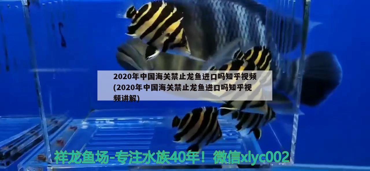 2020年中國(guó)海關(guān)禁止龍魚進(jìn)口嗎知乎視頻(2020年中國(guó)海關(guān)禁止龍魚進(jìn)口嗎知乎視頻講解) 觀賞魚進(jìn)出口