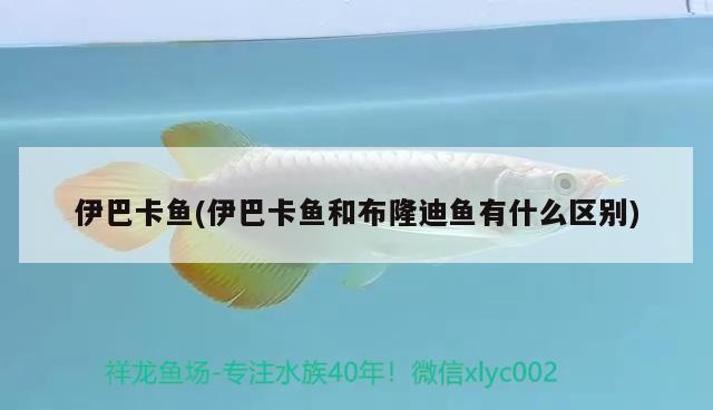 伊巴卡魚(伊巴卡魚和布隆迪魚有什么區(qū)別) 伊巴卡魚