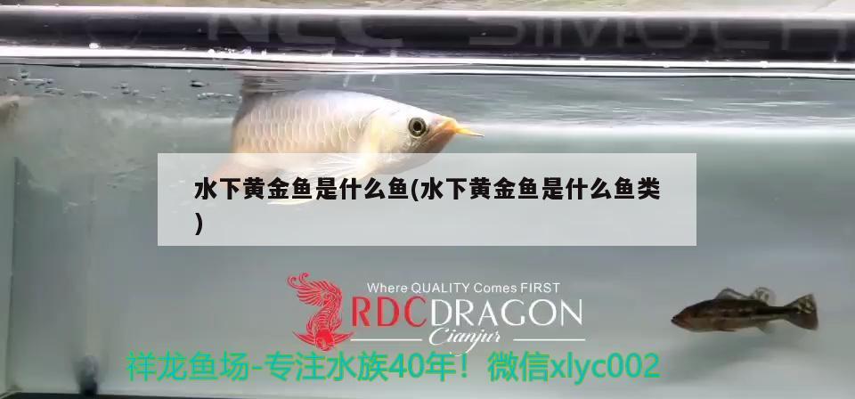 水下黃金魚是什么魚(水下黃金魚是什么魚類)