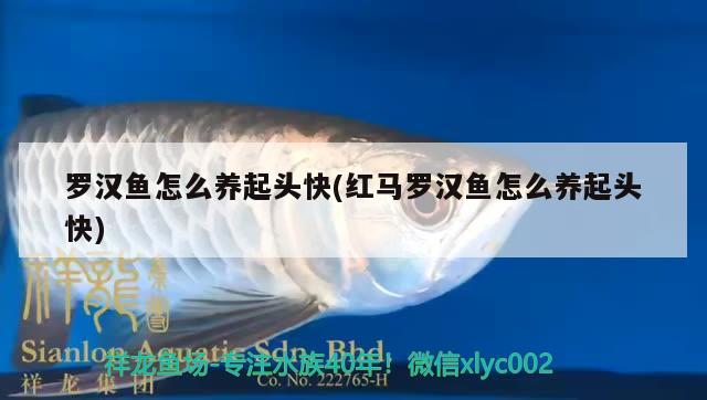 羅漢魚(yú)怎么養(yǎng)起頭快(紅馬羅漢魚(yú)怎么養(yǎng)起頭快)