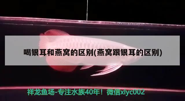 喝銀耳和燕窩的區(qū)別(燕窩跟銀耳的區(qū)別) 馬來西亞燕窩