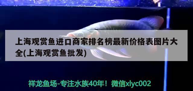 上海觀賞魚(yú)進(jìn)口商家排名榜最新價(jià)格表圖片大全(上海觀賞魚(yú)批發(fā))