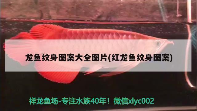 龍魚(yú)紋身圖案大全圖片(紅龍魚(yú)紋身圖案)