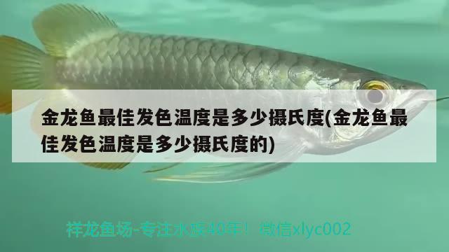 金龍魚(yú)最佳發(fā)色溫度是多少攝氏度(金龍魚(yú)最佳發(fā)色溫度是多少攝氏度的) 野生地圖魚(yú)