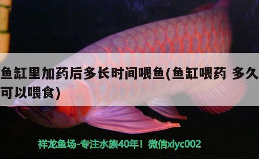 魚缸里加藥后多長時間喂魚(魚缸喂藥多久可以喂食)