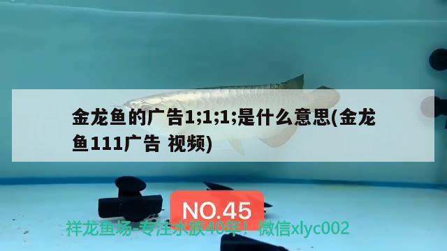 金龍魚的廣告1;1;1;是什么意思(金龍魚111廣告視頻) 杰西卡恐龍魚