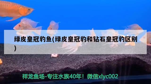 綠皮皇冠豹魚(綠皮皇冠豹和鉆石皇冠豹區(qū)別) 綠皮皇冠豹魚