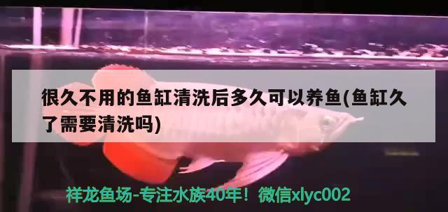 很久不用的魚缸清洗后多久可以養(yǎng)魚(魚缸久了需要清洗嗎) 祥龍超血紅龍魚