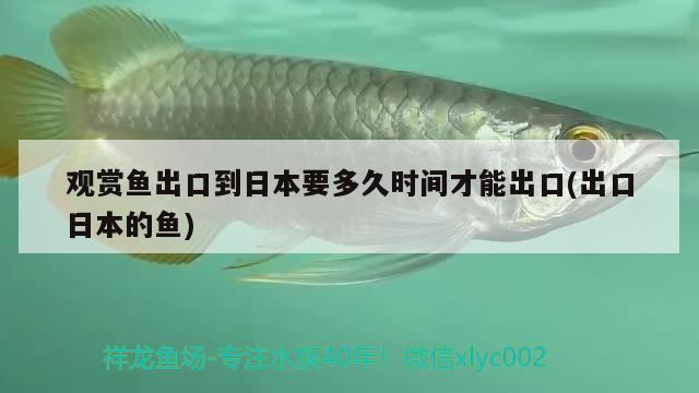 觀賞魚出口到日本要多久時(shí)間才能出口(出口日本的魚) 觀賞魚進(jìn)出口