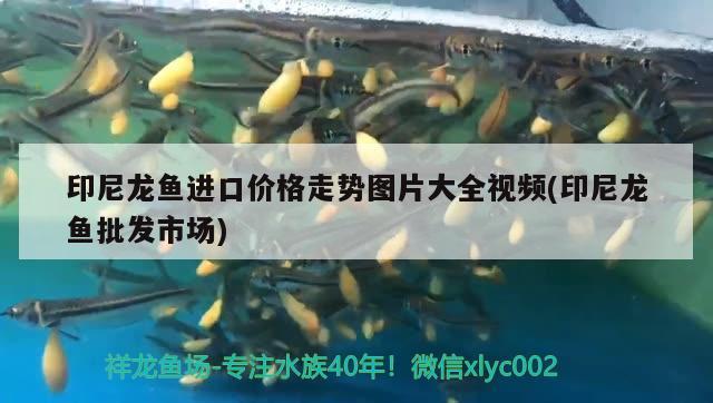 印尼龍魚進(jìn)口價格走勢圖片大全視頻(印尼龍魚批發(fā)市場) 龍魚批發(fā)