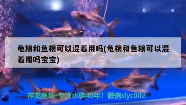 龜糧和魚糧可以混著用嗎(龜糧和魚糧可以混著用嗎寶寶) 烏龜