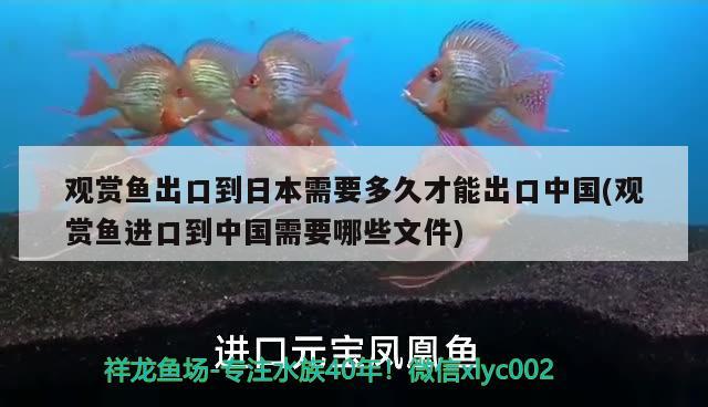 觀賞魚出口到日本需要多久才能出口中國(觀賞魚進(jìn)口到中國需要哪些文件)