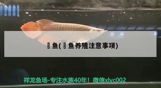 魟魚(魟魚養(yǎng)殖注意事項(xiàng)) 祥龍進(jìn)口元寶鳳凰魚