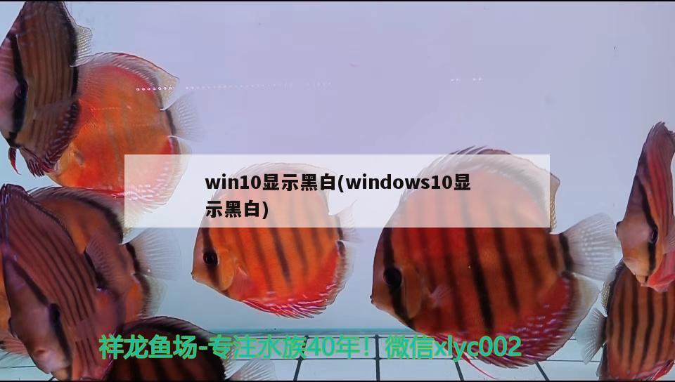 win10顯示黑白(windows10顯示黑白) 紅龍福龍魚