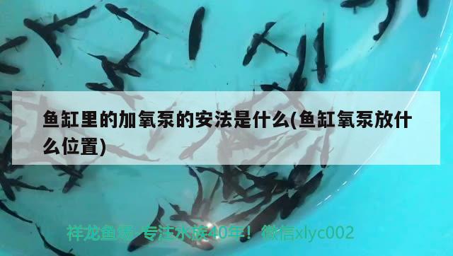 魚缸里的加氧泵的安法是什么(魚缸氧泵放什么位置) 蘇虎