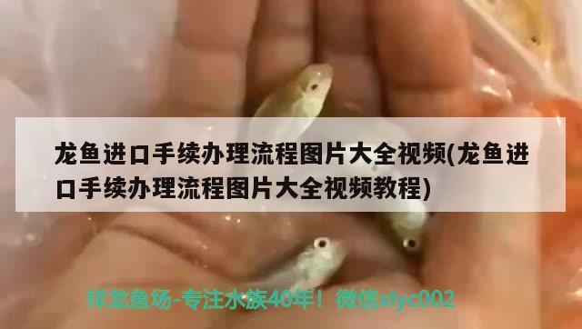 龍魚進(jìn)口手續(xù)辦理流程圖片大全視頻(龍魚進(jìn)口手續(xù)辦理流程圖片大全視頻教程)