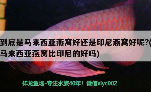 到底是馬來西亞燕窩好還是印尼燕窩好呢?(馬來西亞燕窩比印尼的好嗎) 馬來西亞燕窩