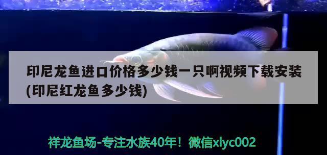 印尼龍魚進口價格多少錢一只啊視頻下載安裝(印尼紅龍魚多少錢)