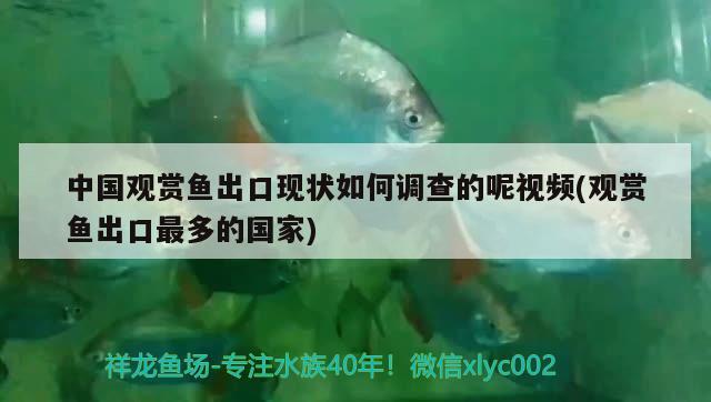 中國(guó)觀賞魚出口現(xiàn)狀如何調(diào)查的呢視頻(觀賞魚出口最多的國(guó)家) 觀賞魚進(jìn)出口