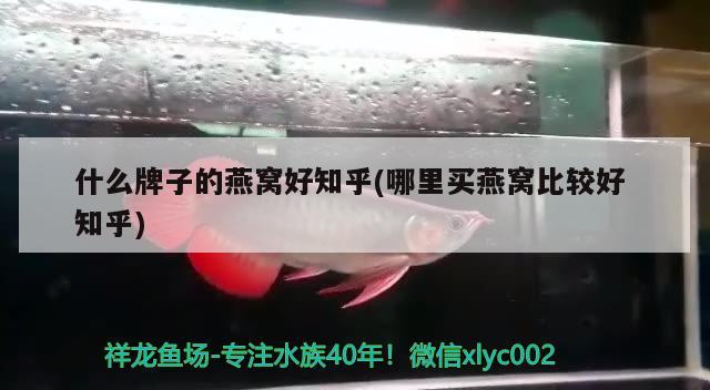 什么牌子的燕窩好知乎(哪里買燕窩比較好知乎) 馬來西亞燕窩