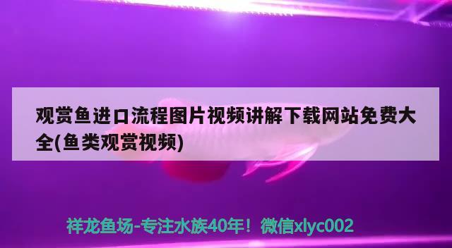 觀賞魚進口流程圖片視頻講解下載網(wǎng)站免費大全(魚類觀賞視頻) 觀賞魚進出口