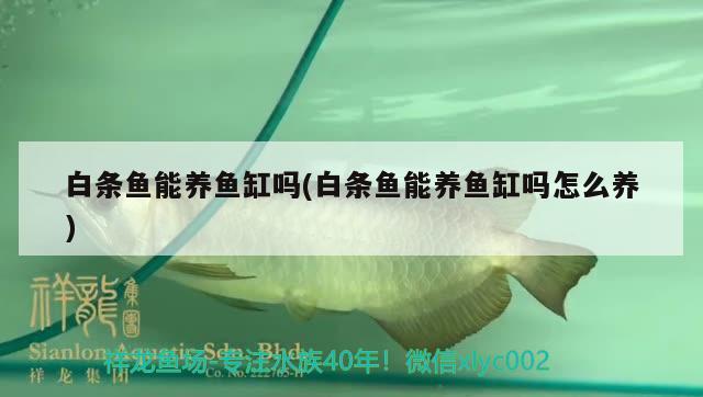 白條魚能養(yǎng)魚缸嗎(白條魚能養(yǎng)魚缸嗎怎么養(yǎng)) 觀賞龜/鱉飼料