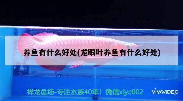 養(yǎng)魚(yú)有什么好處(龍眼葉養(yǎng)魚(yú)有什么好處) 黑金魟魚(yú)