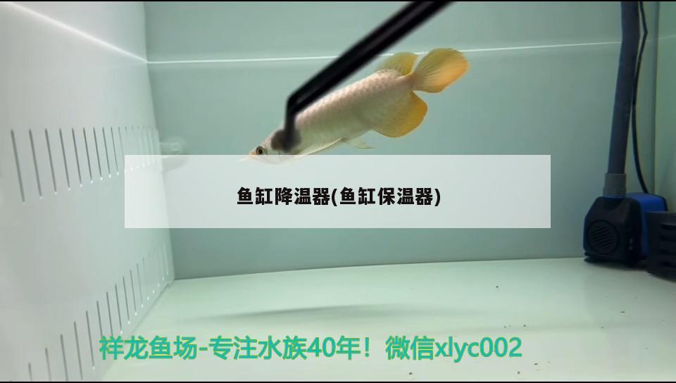 魚缸降溫器(魚缸保溫器) 白化巴西龜（白巴）