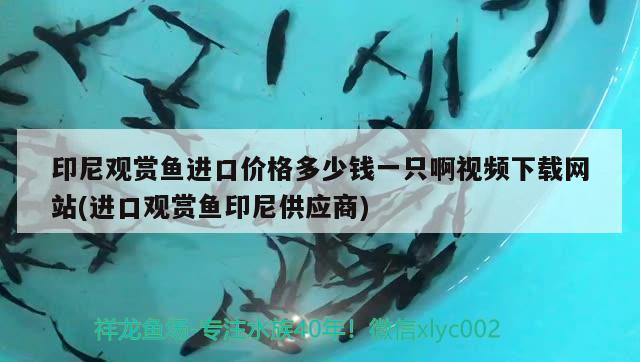 印尼觀賞魚(yú)進(jìn)口價(jià)格多少錢一只啊視頻下載網(wǎng)站(進(jìn)口觀賞魚(yú)印尼供應(yīng)商) 觀賞魚(yú)進(jìn)出口