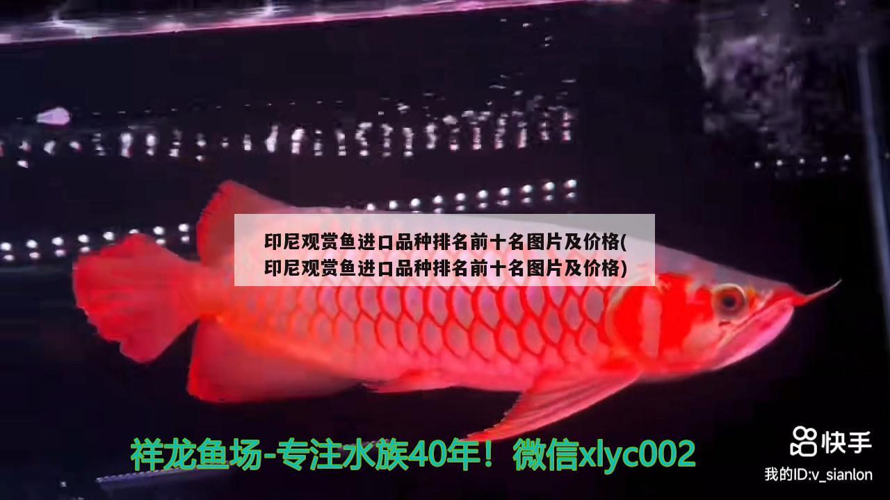 印尼觀賞魚進口品種排名前十名圖片及價格(印尼觀賞魚進口品種排名前十名圖片及價格)