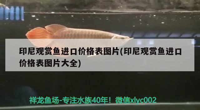 印尼觀賞魚進(jìn)口價格表圖片(印尼觀賞魚進(jìn)口價格表圖片大全)