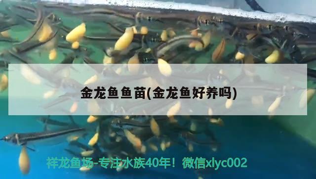 金龍魚魚苗(金龍魚好養(yǎng)嗎) 三色錦鯉魚