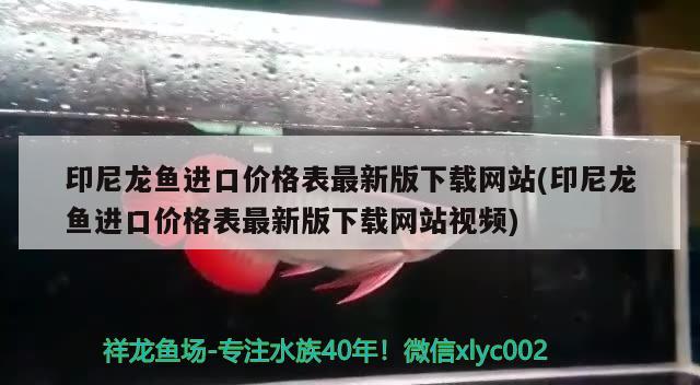 印尼龍魚進口價格表最新版下載網(wǎng)站(印尼龍魚進口價格表最新版下載網(wǎng)站視頻) 觀賞魚進出口