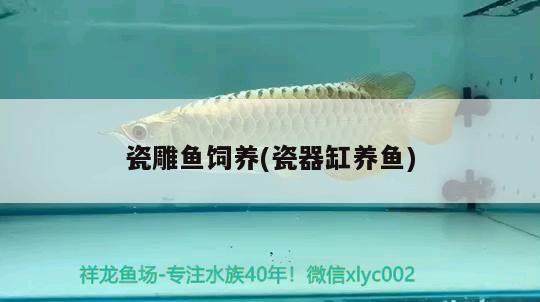 瓷雕魚(yú)飼養(yǎng)(瓷器缸養(yǎng)魚(yú)) 雙線側(cè)魚(yú)