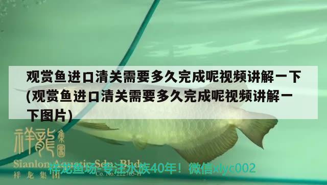 觀賞魚進口清關需要多久完成呢視頻講解一下(觀賞魚進口清關需要多久完成呢視頻講解一下圖片) 觀賞魚進出口