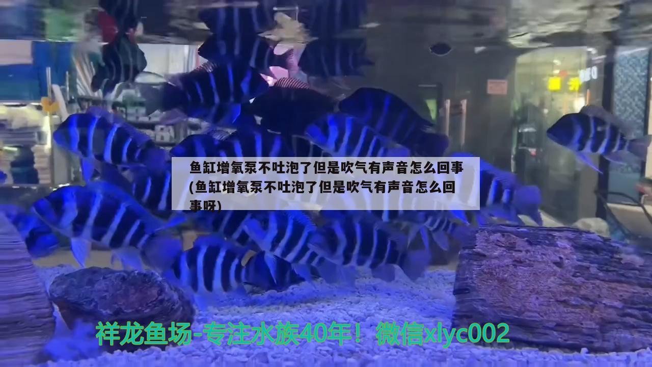 魚缸增氧泵不吐泡了但是吹氣有聲音怎么回事(魚缸增氧泵不吐泡了但是吹氣有聲音怎么回事呀)