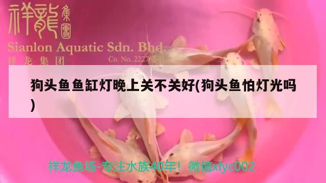 狗頭魚魚缸燈晚上關(guān)不關(guān)好(狗頭魚怕燈光嗎)