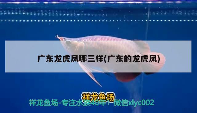 廣東龍虎鳳哪三樣(廣東的龍虎鳳) 黑金魟魚