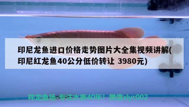 印尼龍魚進口價格走勢圖片大全集視頻講解(印尼紅龍魚40公分低價轉(zhuǎn)讓3980元)