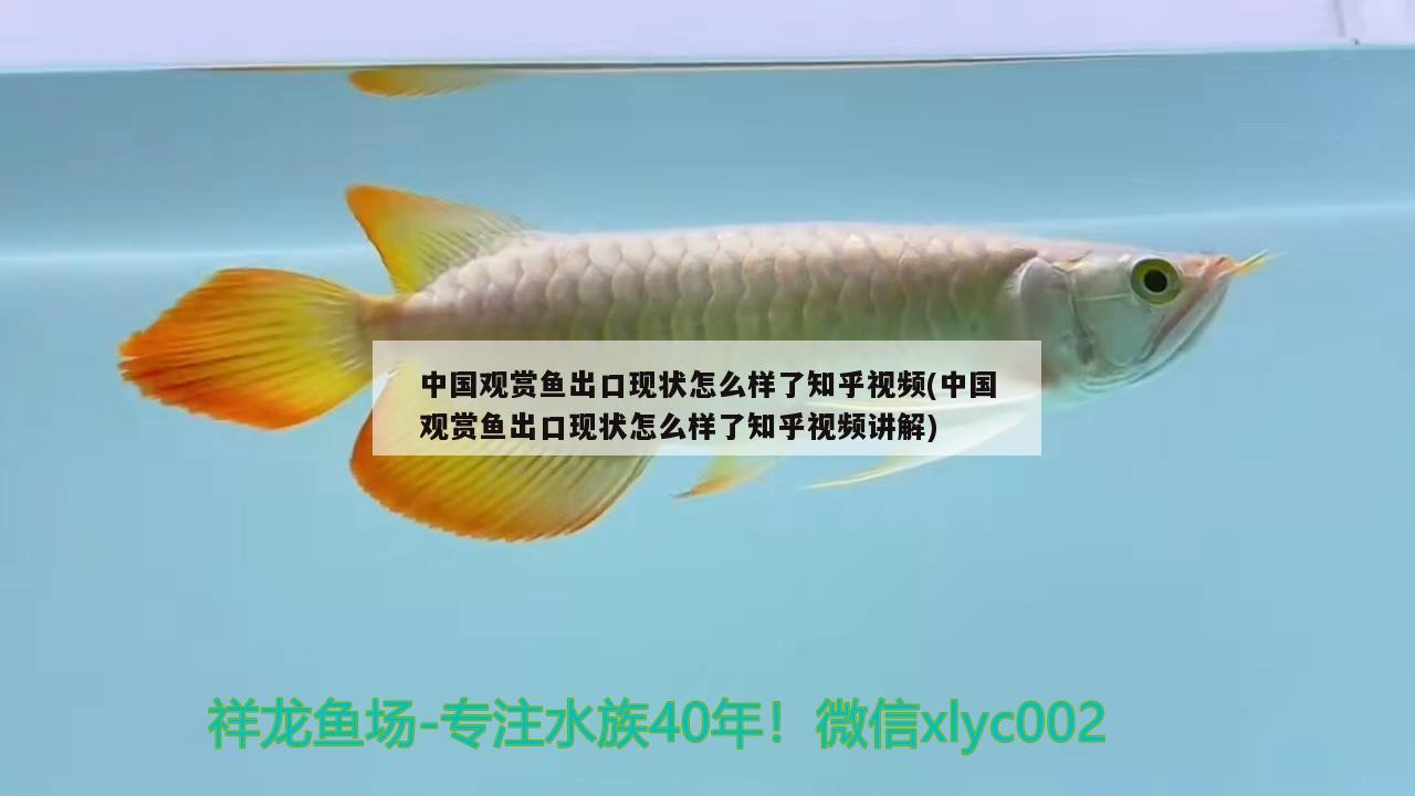 中國(guó)觀賞魚出口現(xiàn)狀怎么樣了知乎視頻(中國(guó)觀賞魚出口現(xiàn)狀怎么樣了知乎視頻講解) 觀賞魚進(jìn)出口