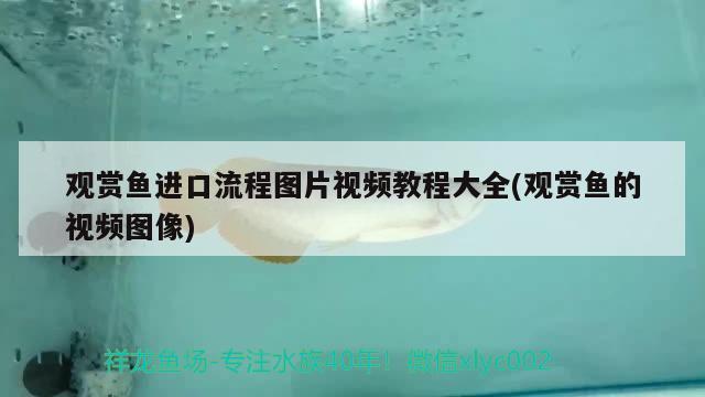 觀賞魚進(jìn)口流程圖片視頻教程大全(觀賞魚的視頻圖像)