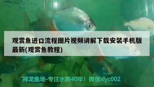 觀賞魚進口流程圖片視頻講解下載安裝手機版最新(觀賞魚教程)