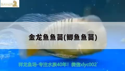 金龍魚魚苗(鯽魚魚苗) 虎斑恐龍魚