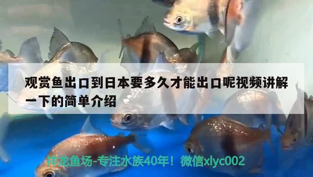 觀賞魚出口到日本要多久才能出口呢視頻講解一下的簡單介紹 觀賞魚進(jìn)出口